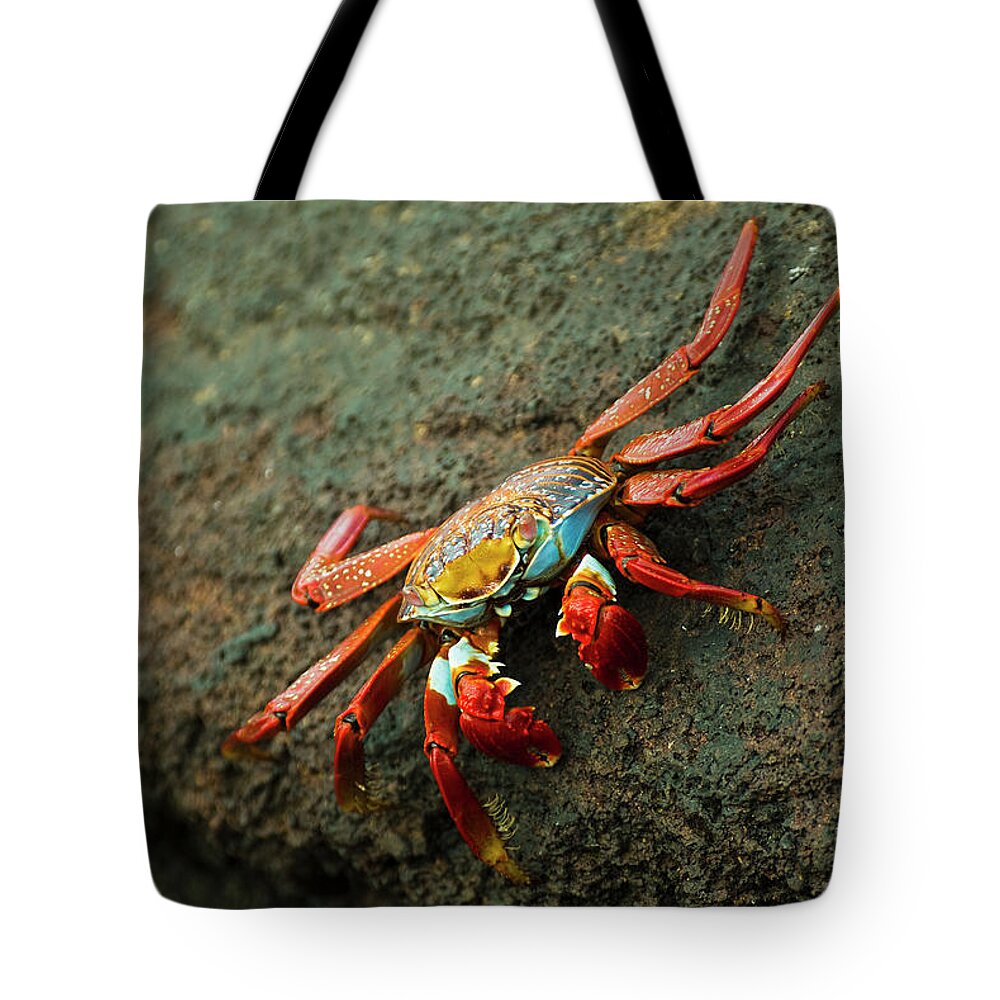 Volcanic Rock Tote Bag featuring the photograph The Striking And Colorful Sally by Brian Guzzetti / Design Pics