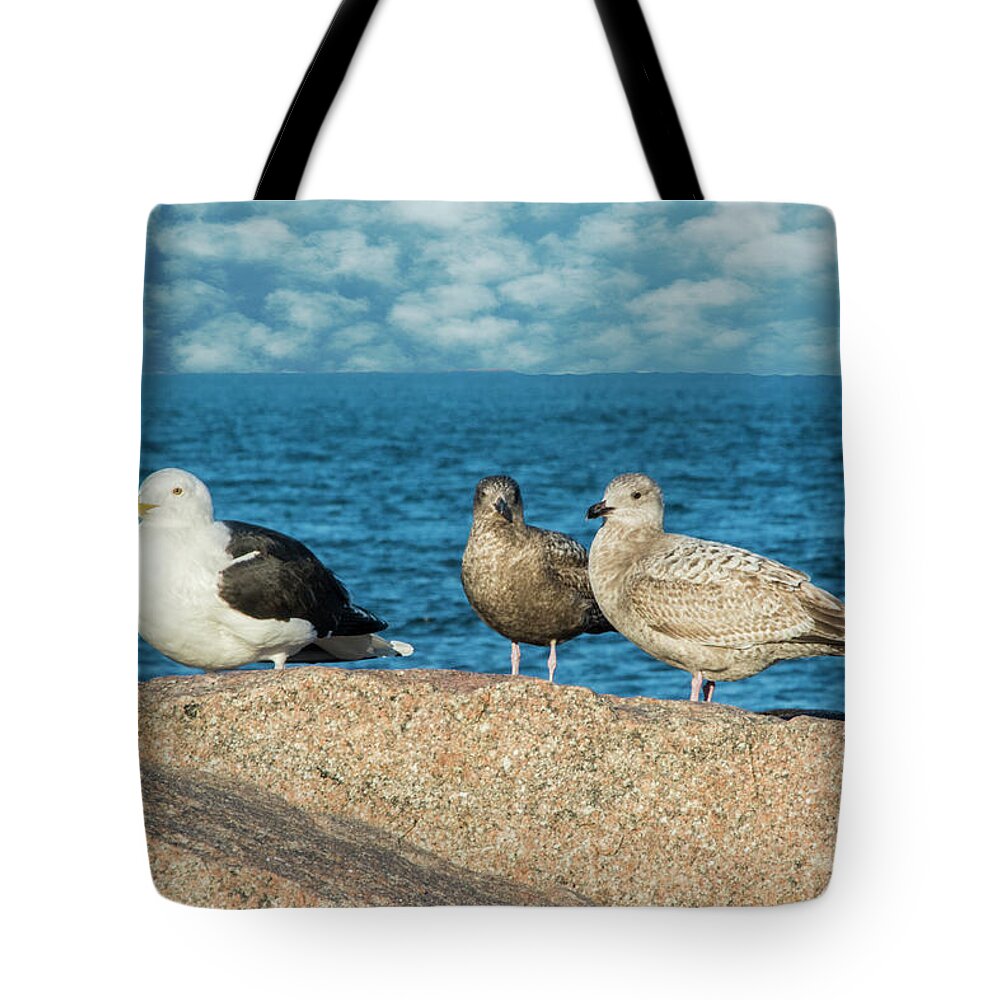Gulls Tote Bag featuring the photograph Three On The Rocks by Cathy Kovarik