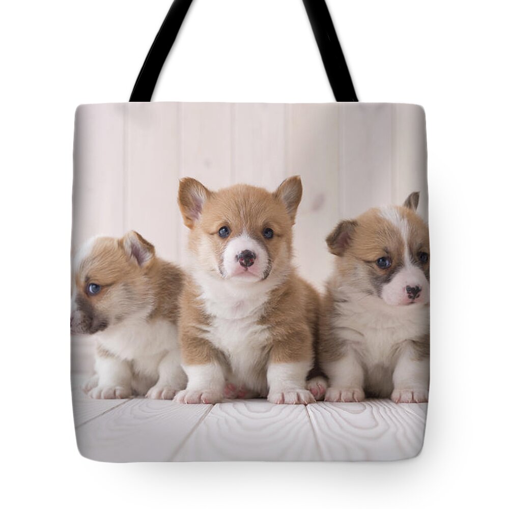 Pets Tote Bag featuring the photograph Three Pembroke Welsh Corgi Sitting On by Mixa