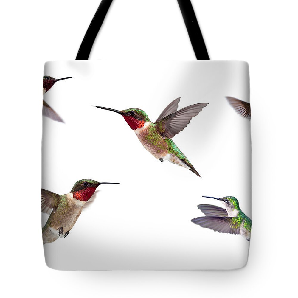 White Background Tote Bag featuring the photograph Three Ruby Throated Hummingbirds by Cglade