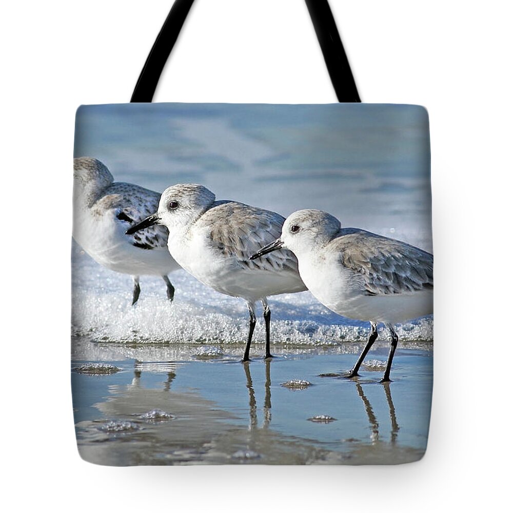 Snow Tote Bag featuring the photograph Three Sanderling Sampipers In Line by Maureen P Sullivan