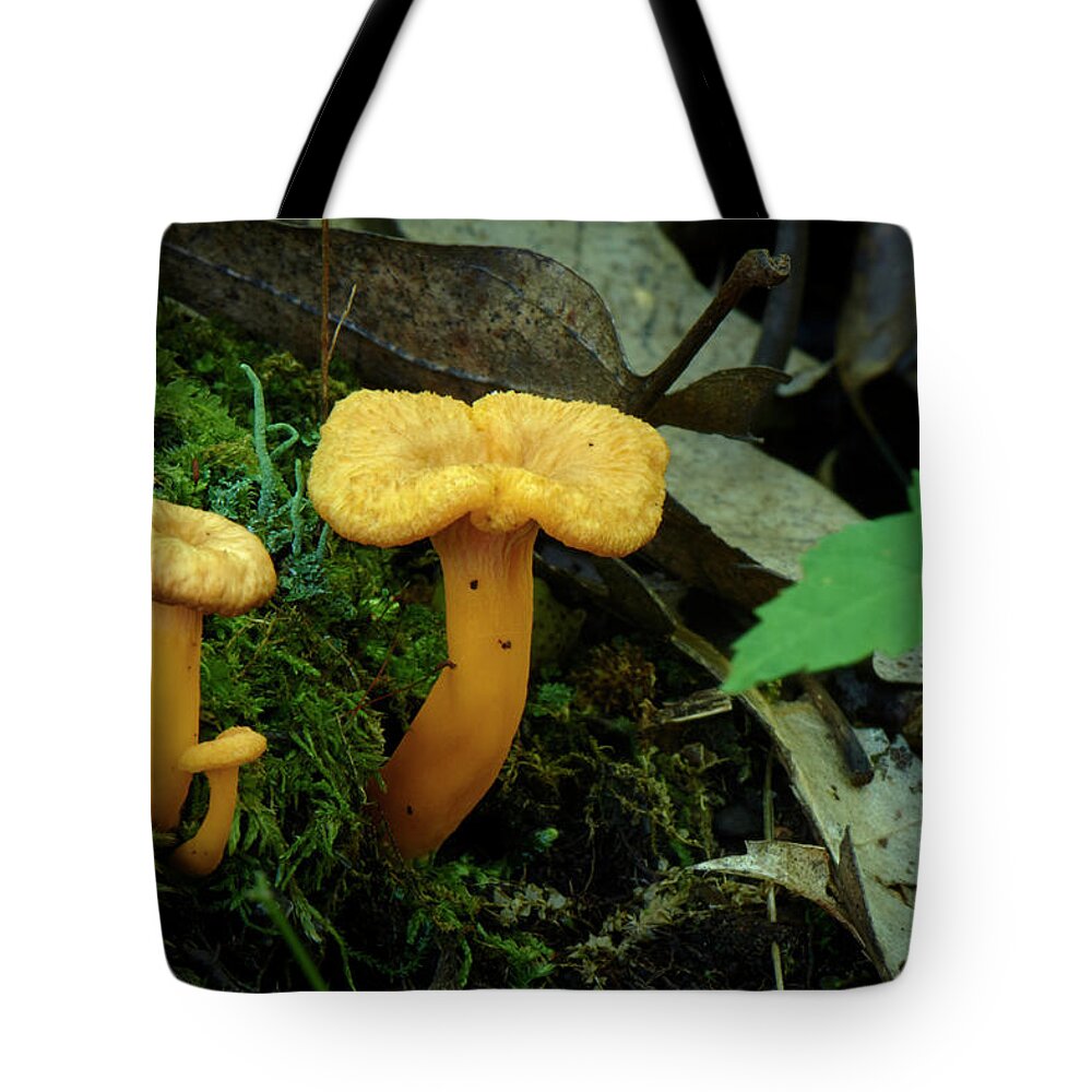 Mushroom Tote Bag featuring the photograph Three Small Mushrooms by Paul Freidlund