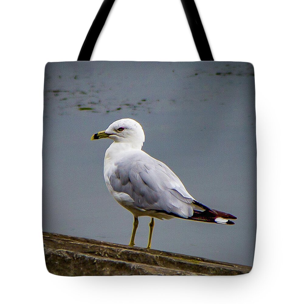 Sea Gull Tote Bag featuring the photograph Tide Lock Gull by Lora J Wilson