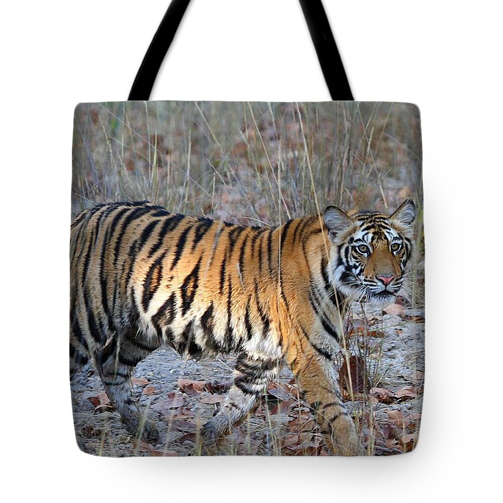 Animal Themes Tote Bag featuring the photograph Tiger At Bandhavgarh by Photograph By Arunsundar