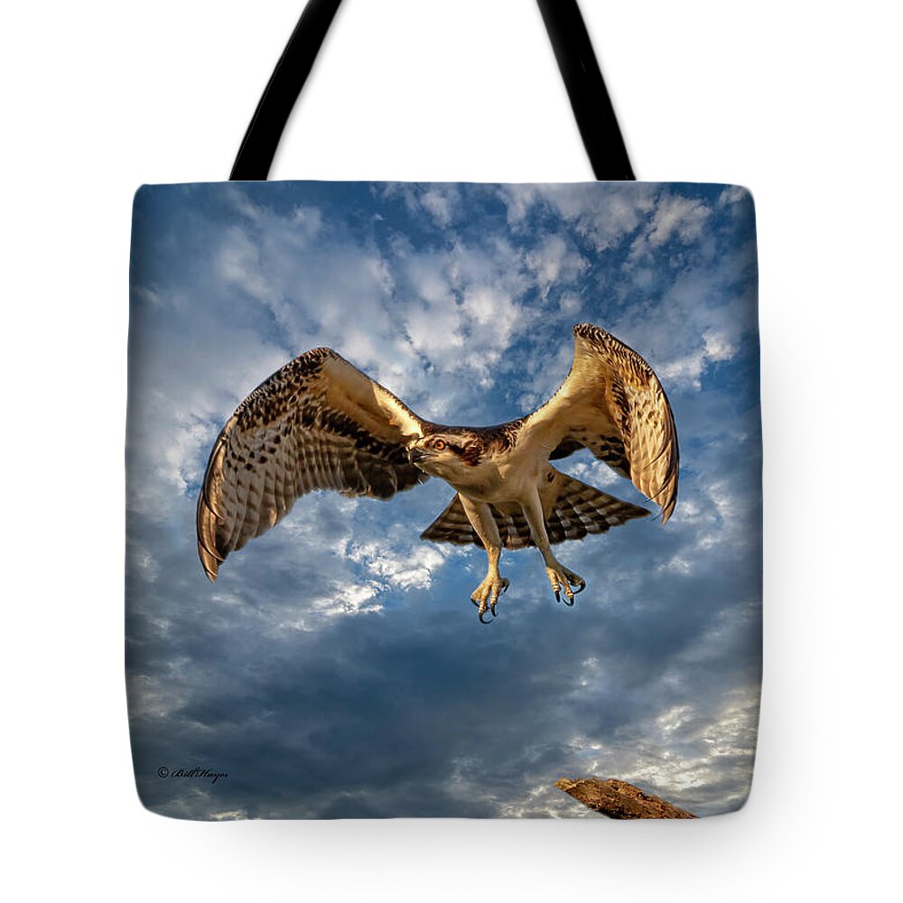 Ospreys Tote Bag featuring the photograph Time To Fly TWO by DB Hayes