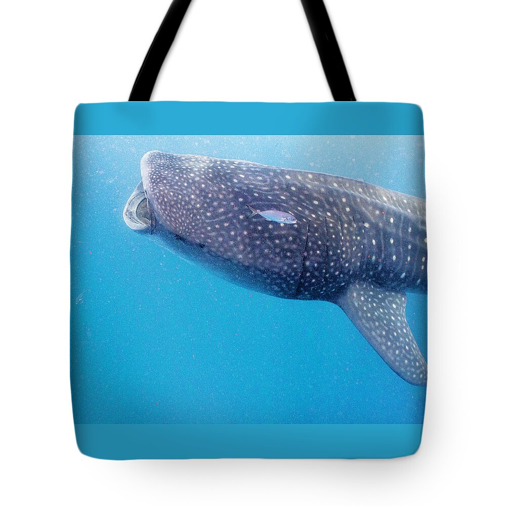 Ocean Tote Bag featuring the photograph Time To Krill by Lynne Browne
