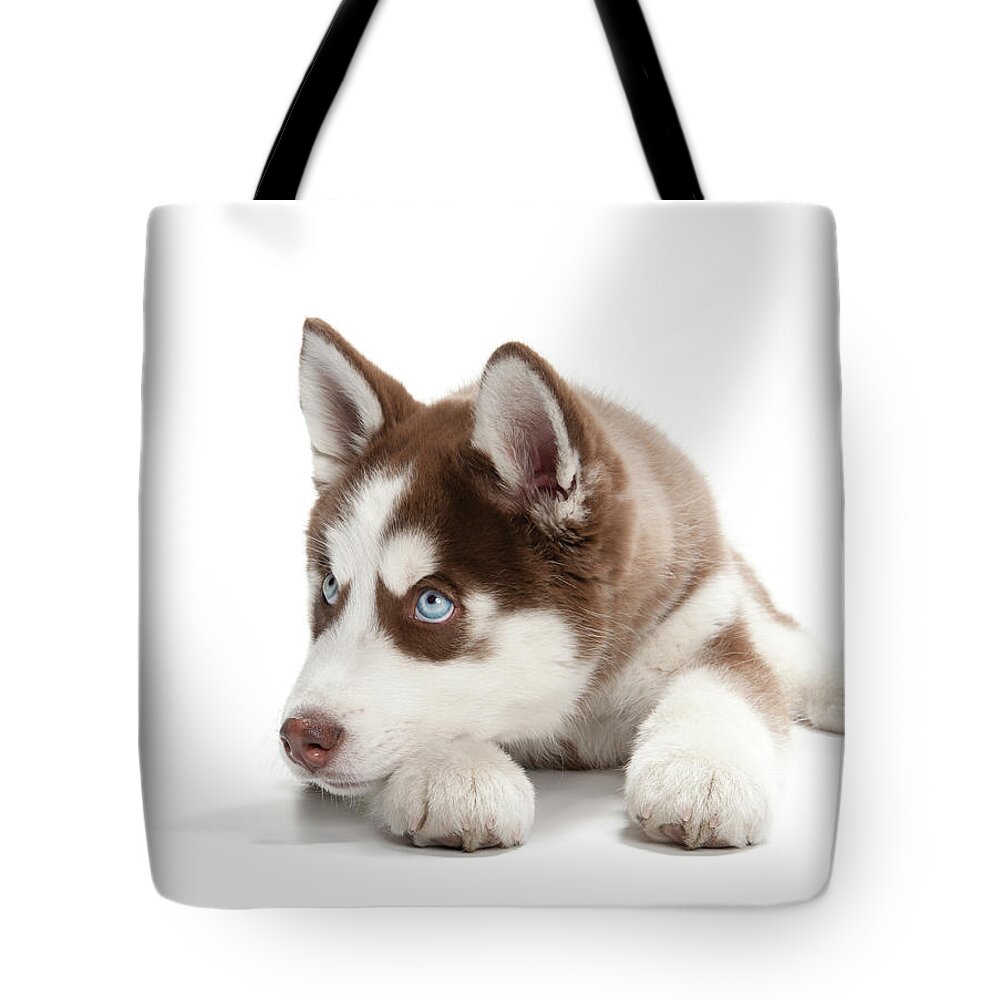 Pets Tote Bag featuring the photograph Tired Husky Puppy by Chris Stein