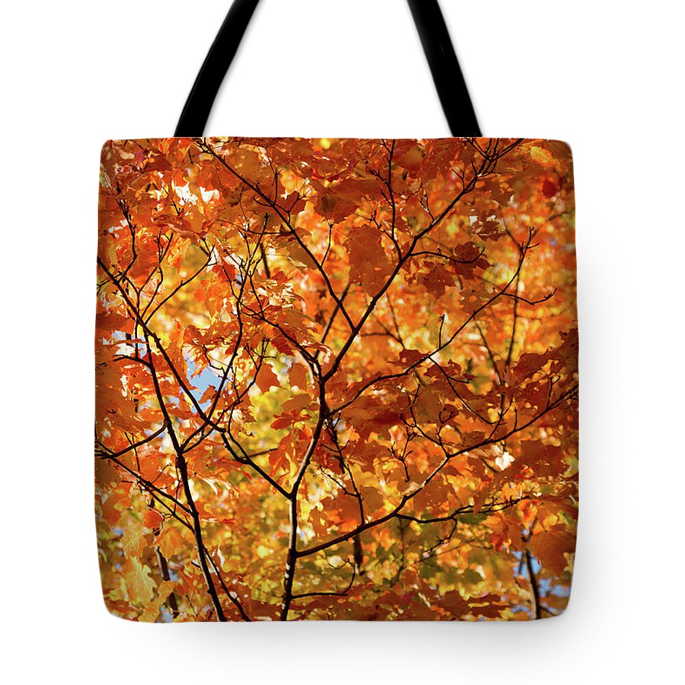 Fall Tote Bag featuring the photograph To Be Up in The Trees by Ana V Ramirez