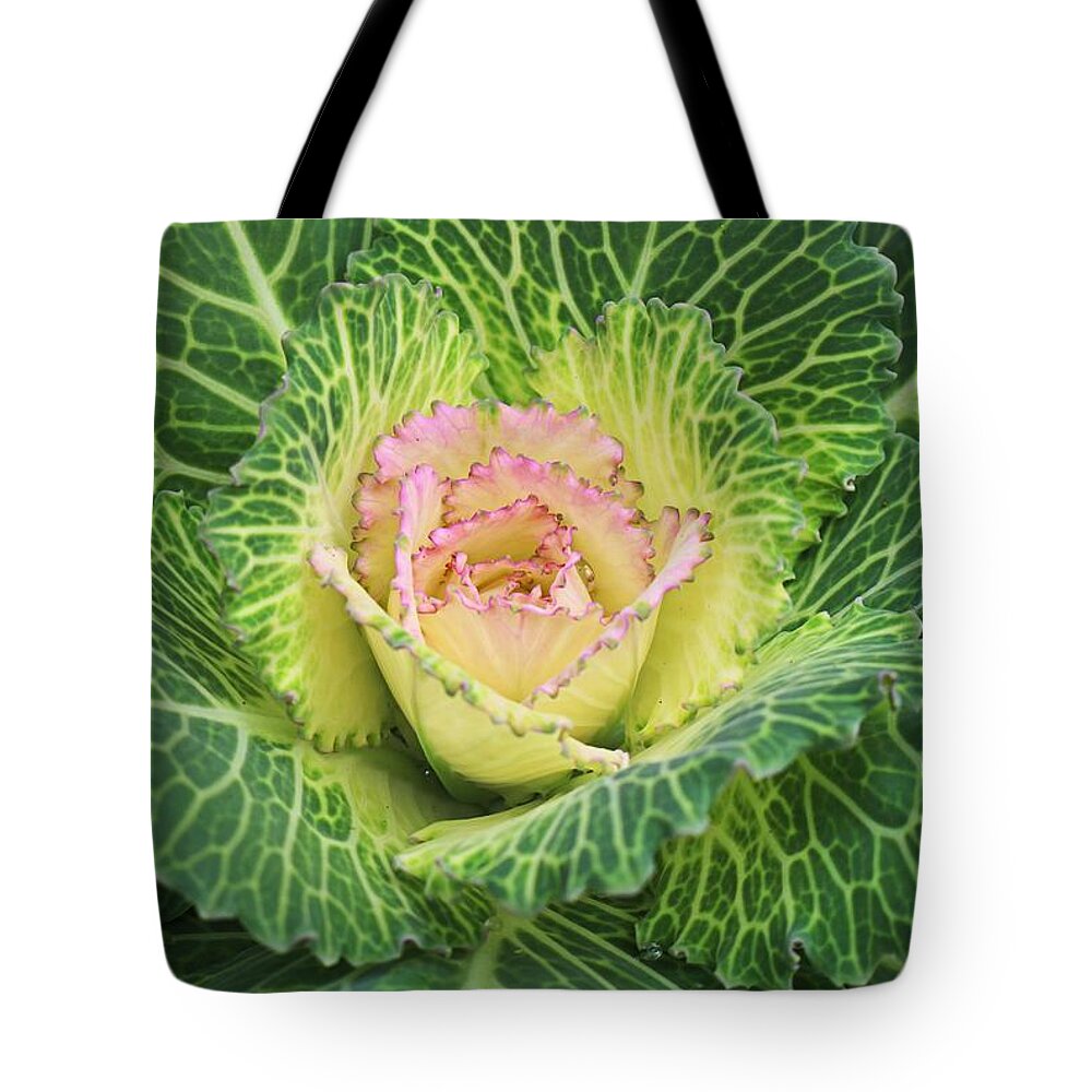 Cabbage Tote Bag featuring the photograph Toledo Cabbage by Michiale Schneider