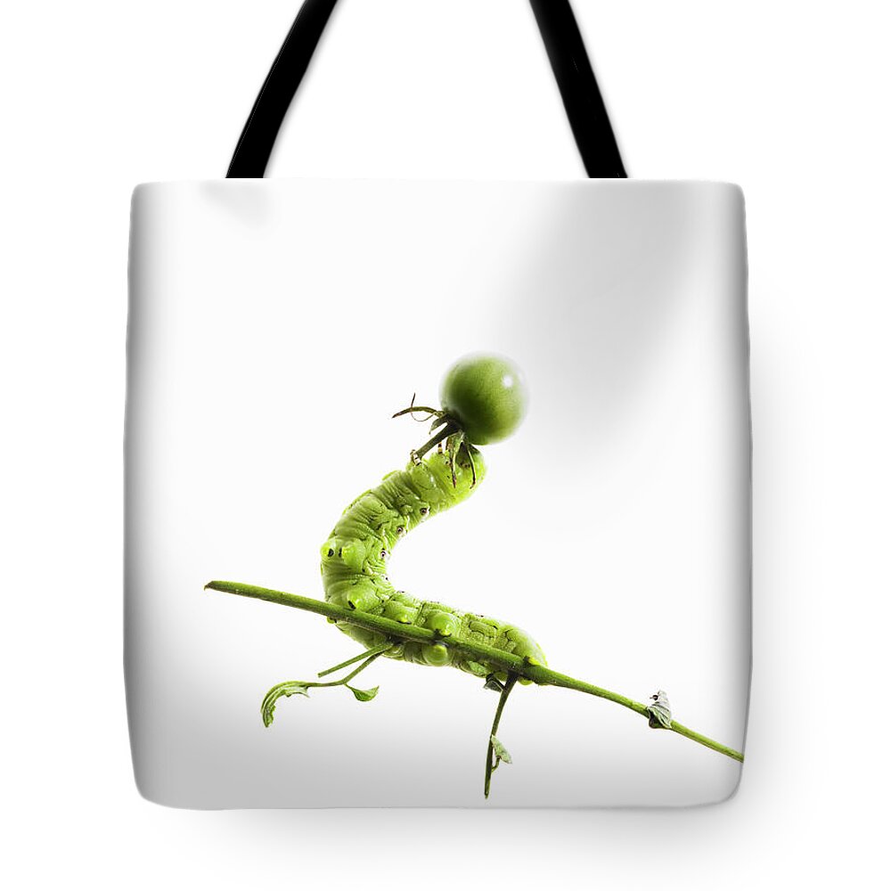 White Background Tote Bag featuring the photograph Tomato Caterpillar On A Tomato Vine On by Maren Caruso