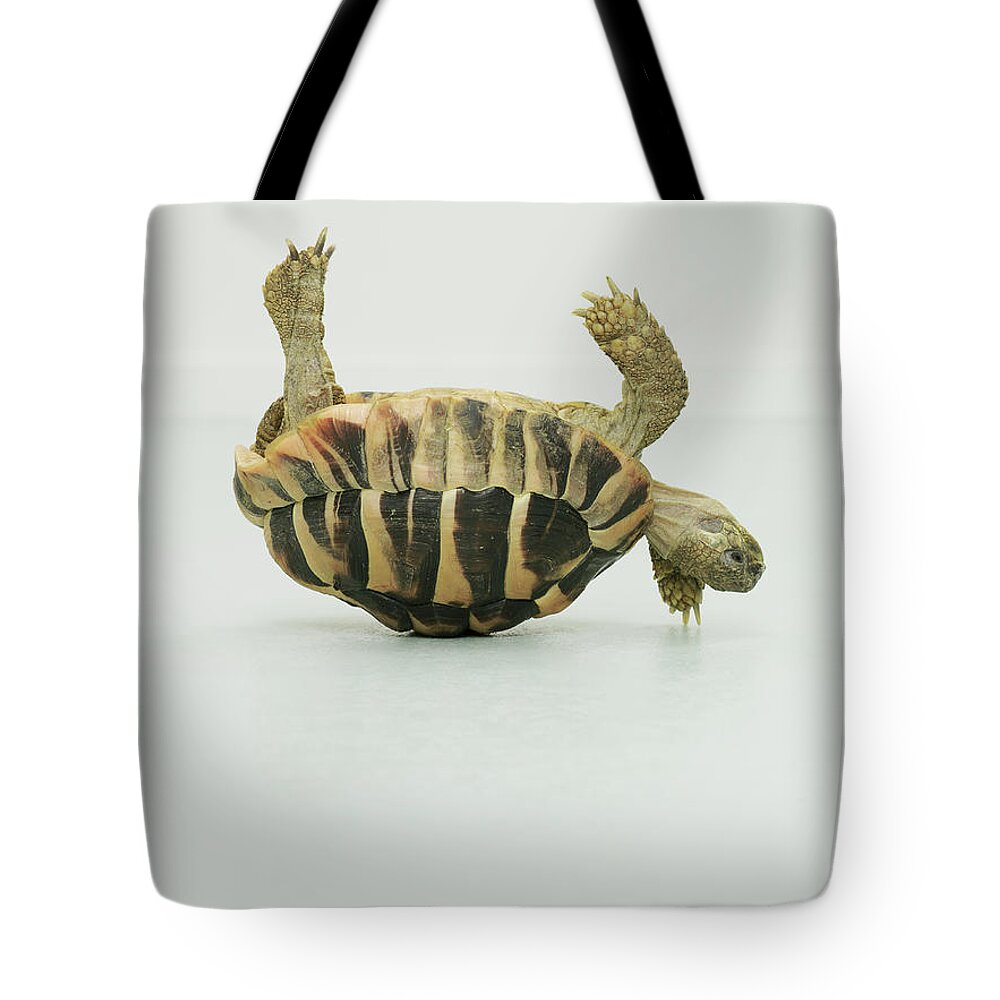 Toughness Tote Bag featuring the photograph Tortoise Upside Down, Balancing On Shell by Oppenheim Bernhard