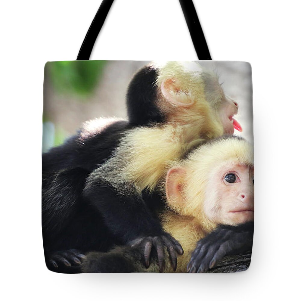Monkeys Tote Bag featuring the photograph Totally Content by Brian Gustafson