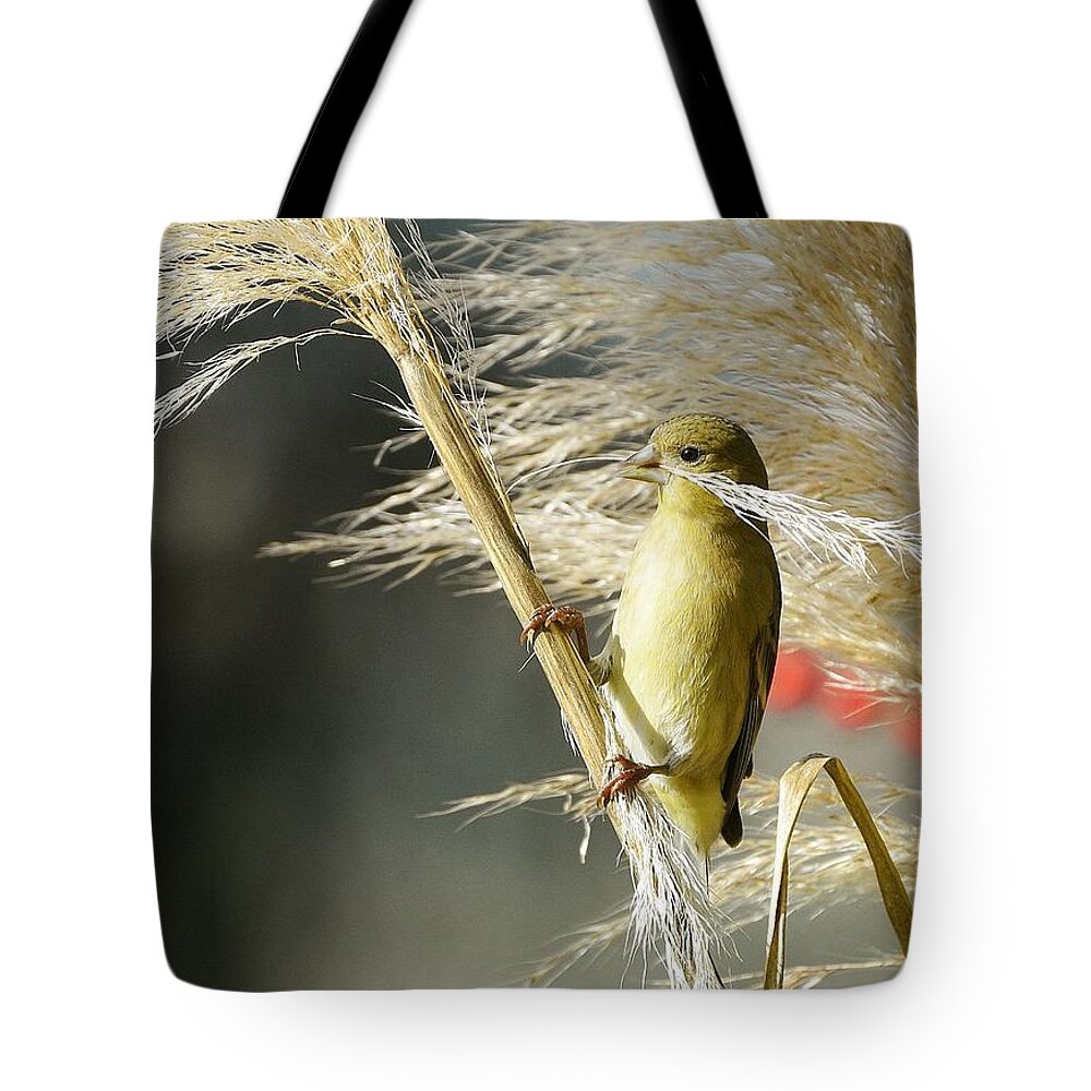 Lesser Goldfinch Tote Bag featuring the photograph Touch Of Gold by Fraida Gutovich