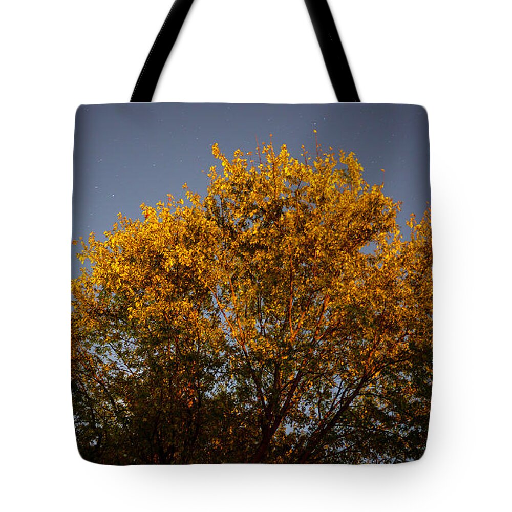 Astrophotography Tote Bag featuring the photograph Tree and Stars Wide by Jason Fink
