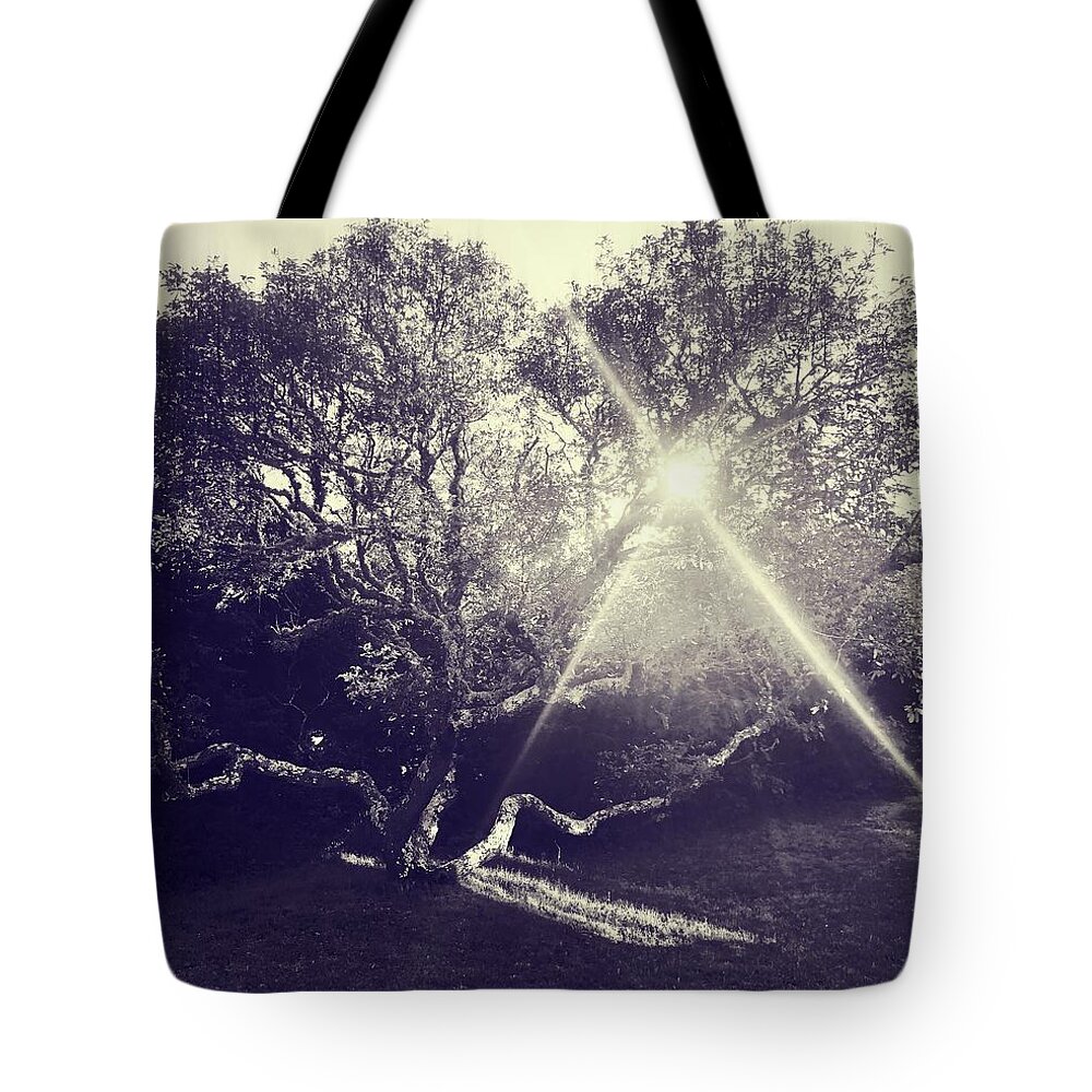 Tree Tote Bag featuring the photograph Tree at Sunset by Frank Winters