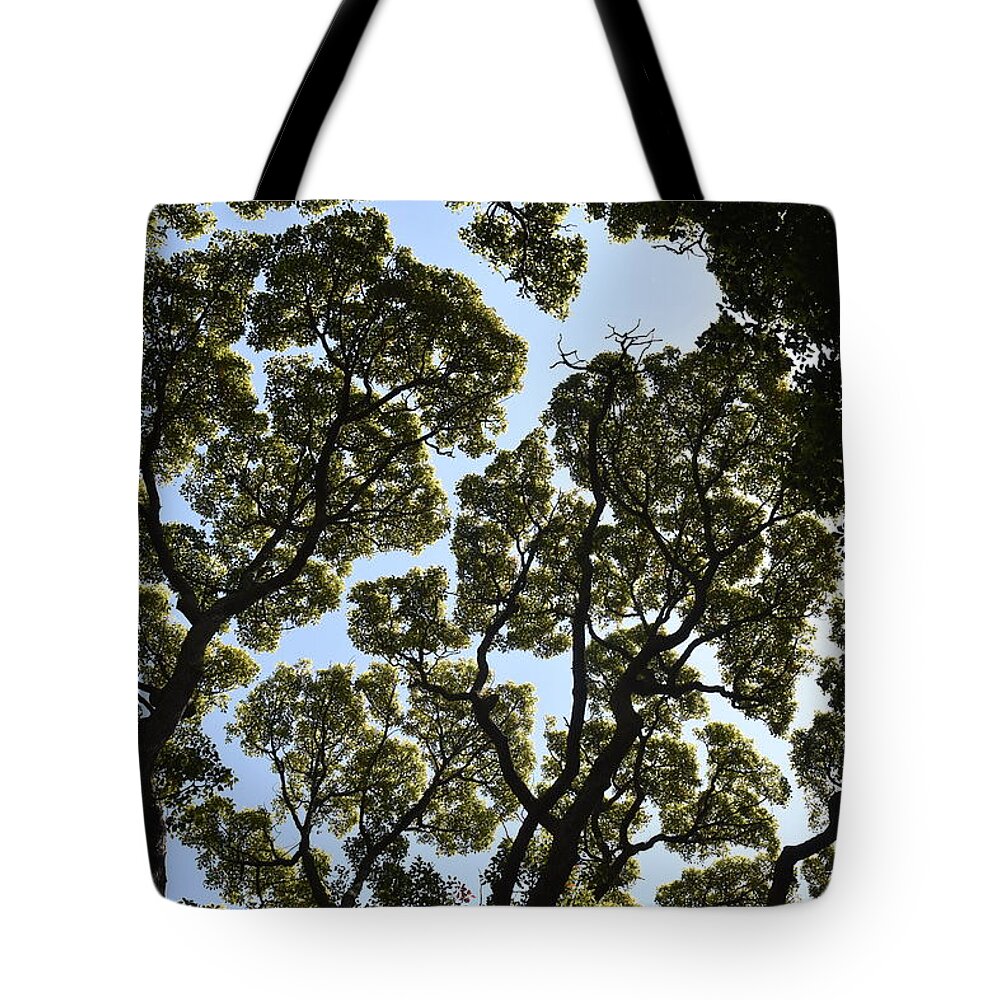 Trees Tote Bag featuring the photograph Tree Canopy by Ben Foster