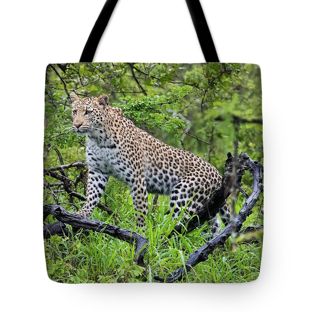 Leopard Tote Bag featuring the photograph Tree climbing leopard by Mark Hunter