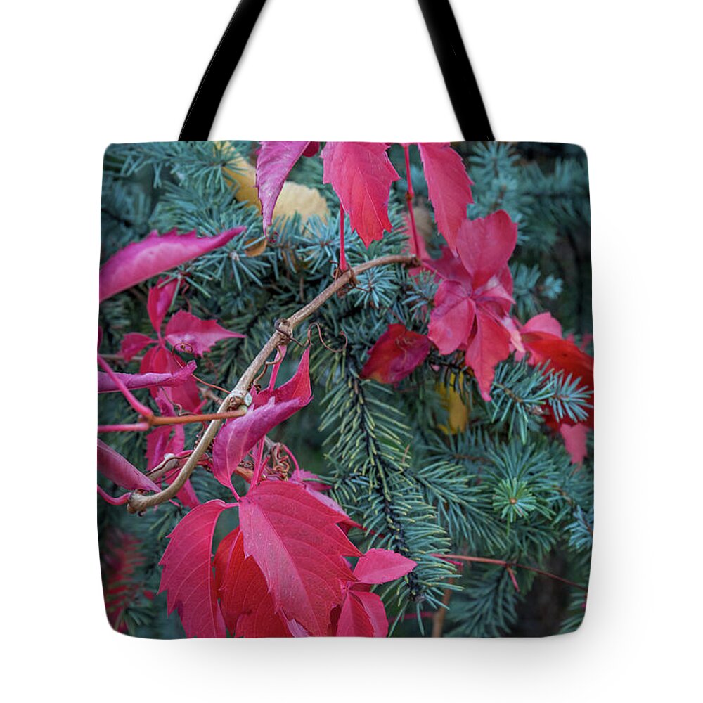 Fall Colors Tote Bag featuring the photograph Tri-Colored by Aaron Burrows