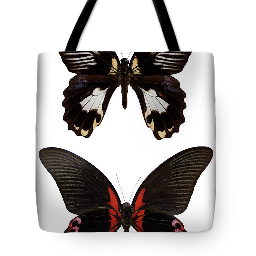 Tropical Butterflies Isolated On White Tote Bag for Sale by Imv