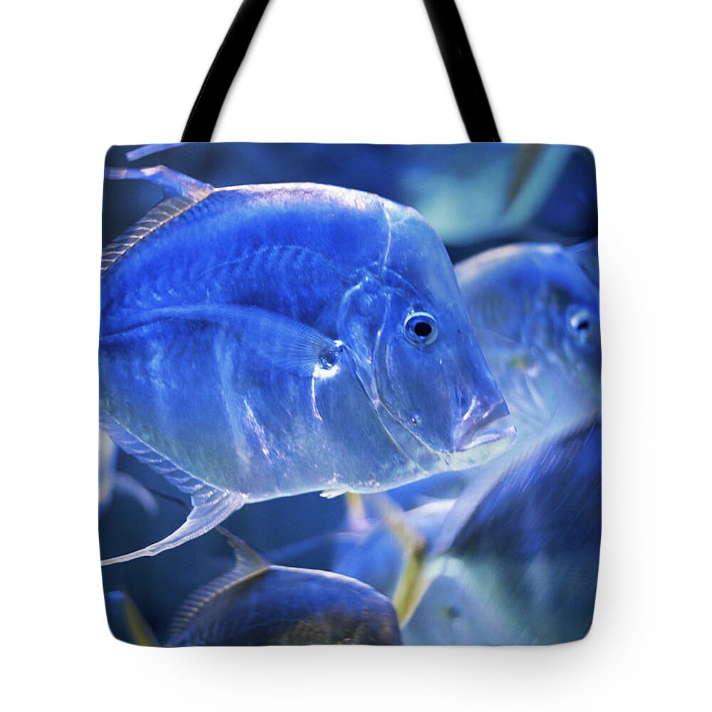 Underwater Tote Bag featuring the photograph Tropical Fish In Aquarium by Peter Adams