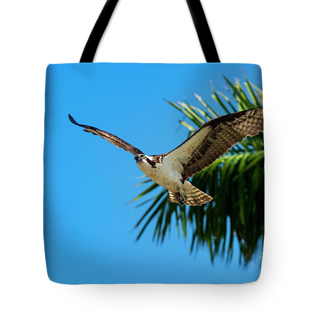 Bird Tote Bag featuring the photograph Tropical Flight by Quinn Sedam