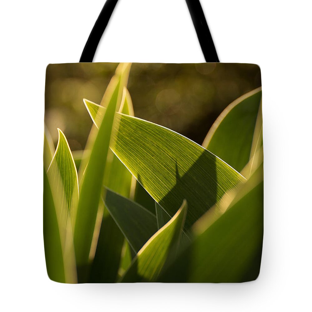 Unusual Tote Bag featuring the photograph Tulip Leaves by Martin Vorel Minimalist Photography