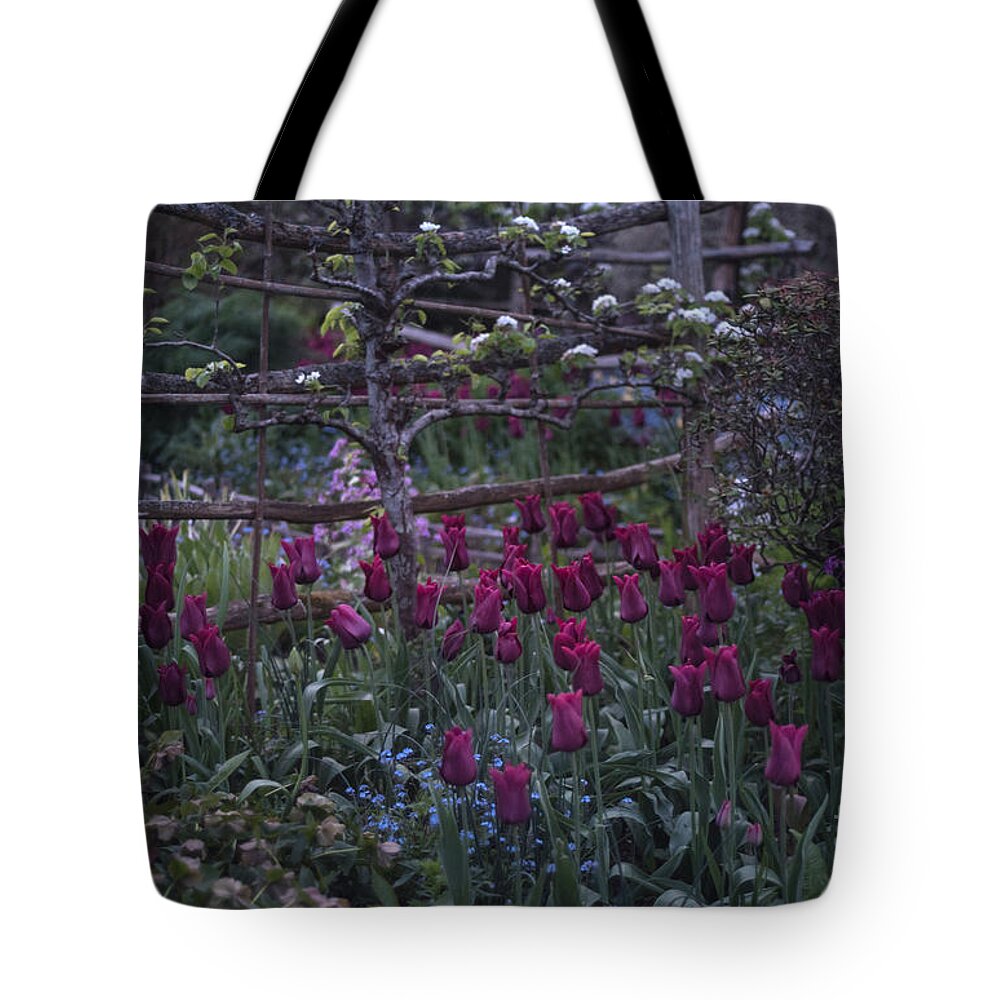 Tulips Tote Bag featuring the photograph Tulips in the evening light by Perry Rodriguez