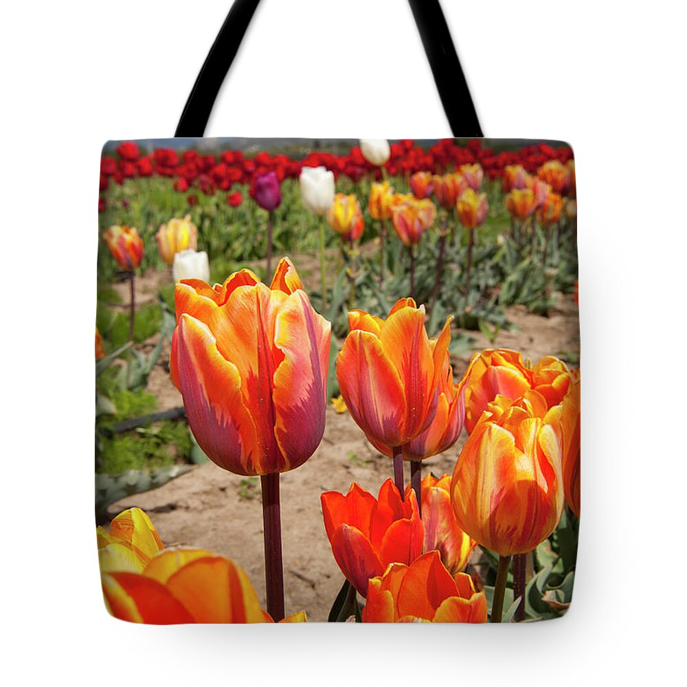 Tranquility Tote Bag featuring the photograph Tulips Plantation by Johanes Duarte
