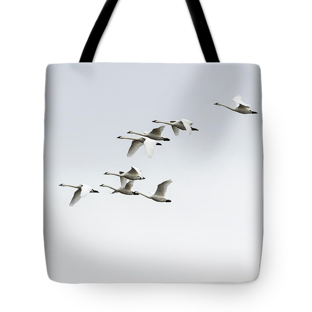  Tote Bag featuring the photograph Tundra Swans 2019-3 by Thomas Young