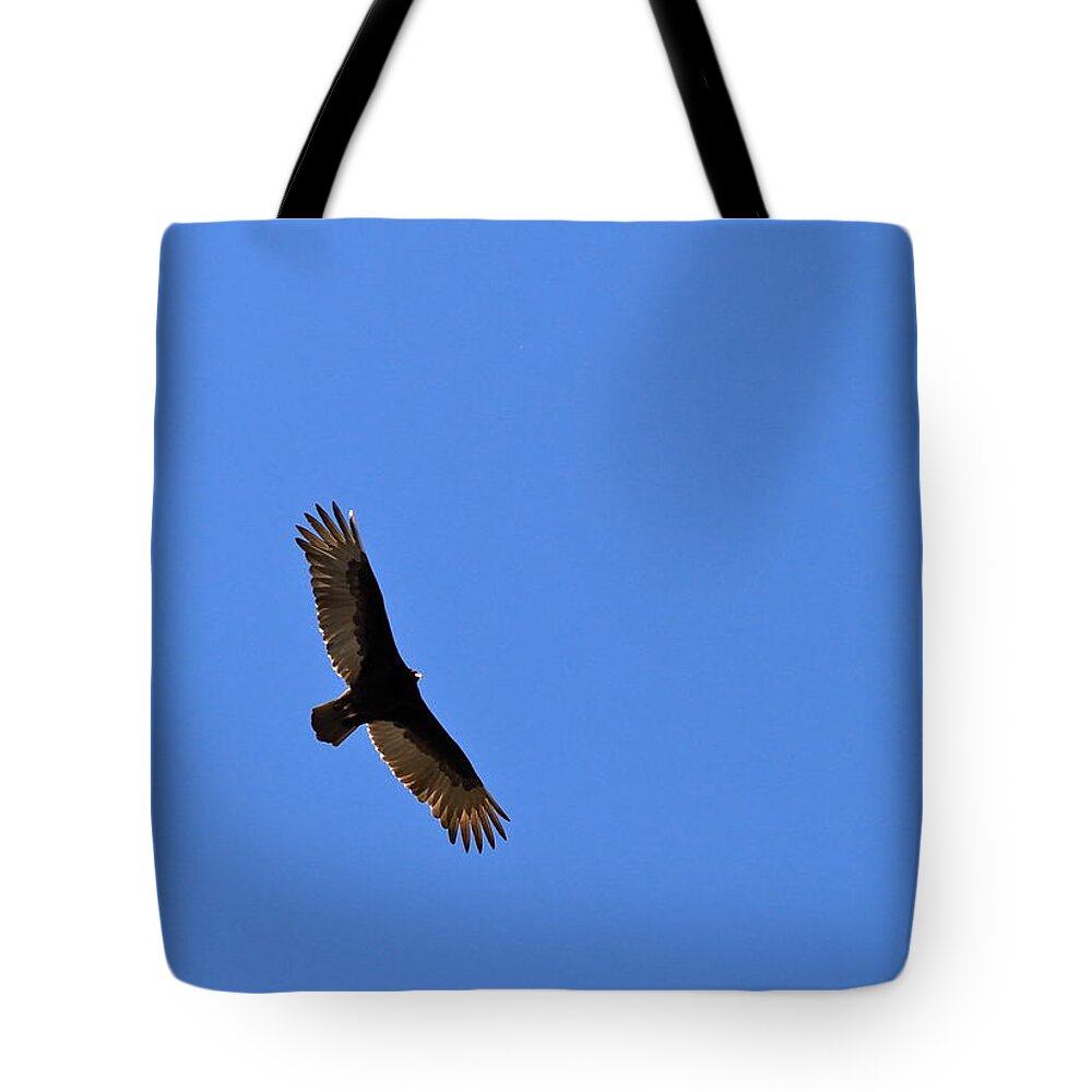 Bird Tote Bag featuring the photograph Turkey Vulture Soaring by Ed Riche