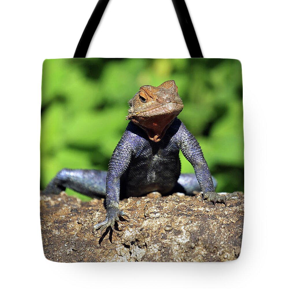Florida Tote Bag featuring the photograph Tuxedo Lizard by Jennifer Robin