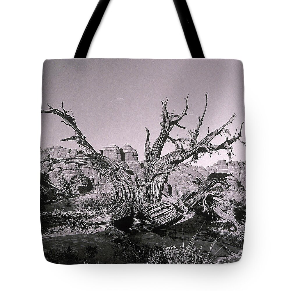 Geology Tote Bag featuring the photograph Twisted Tree By Canyon by Henri Silberman