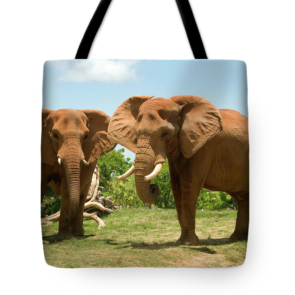Long Tote Bag featuring the photograph Two African Elephants by Texphoto