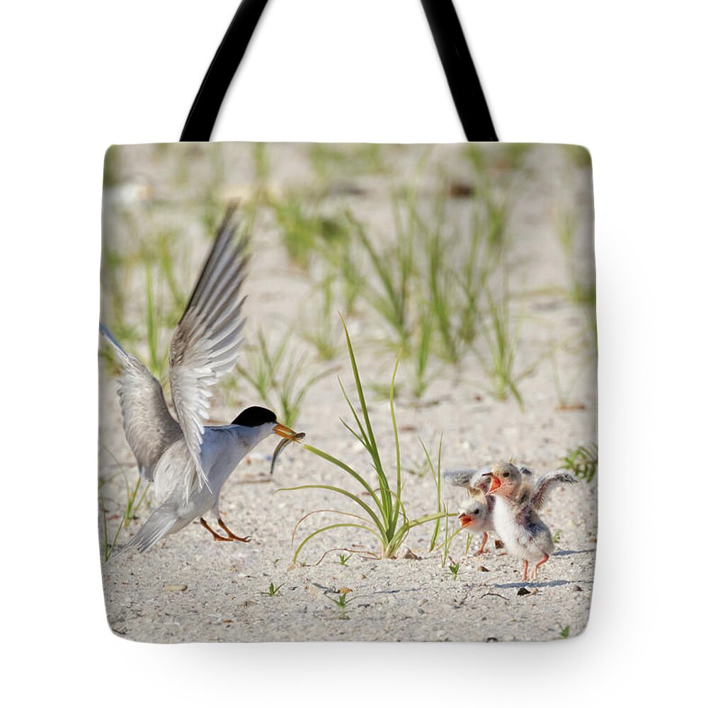 Bird Tote Bag featuring the photograph Two Cheers for Breakfast by Susan Rissi Tregoning