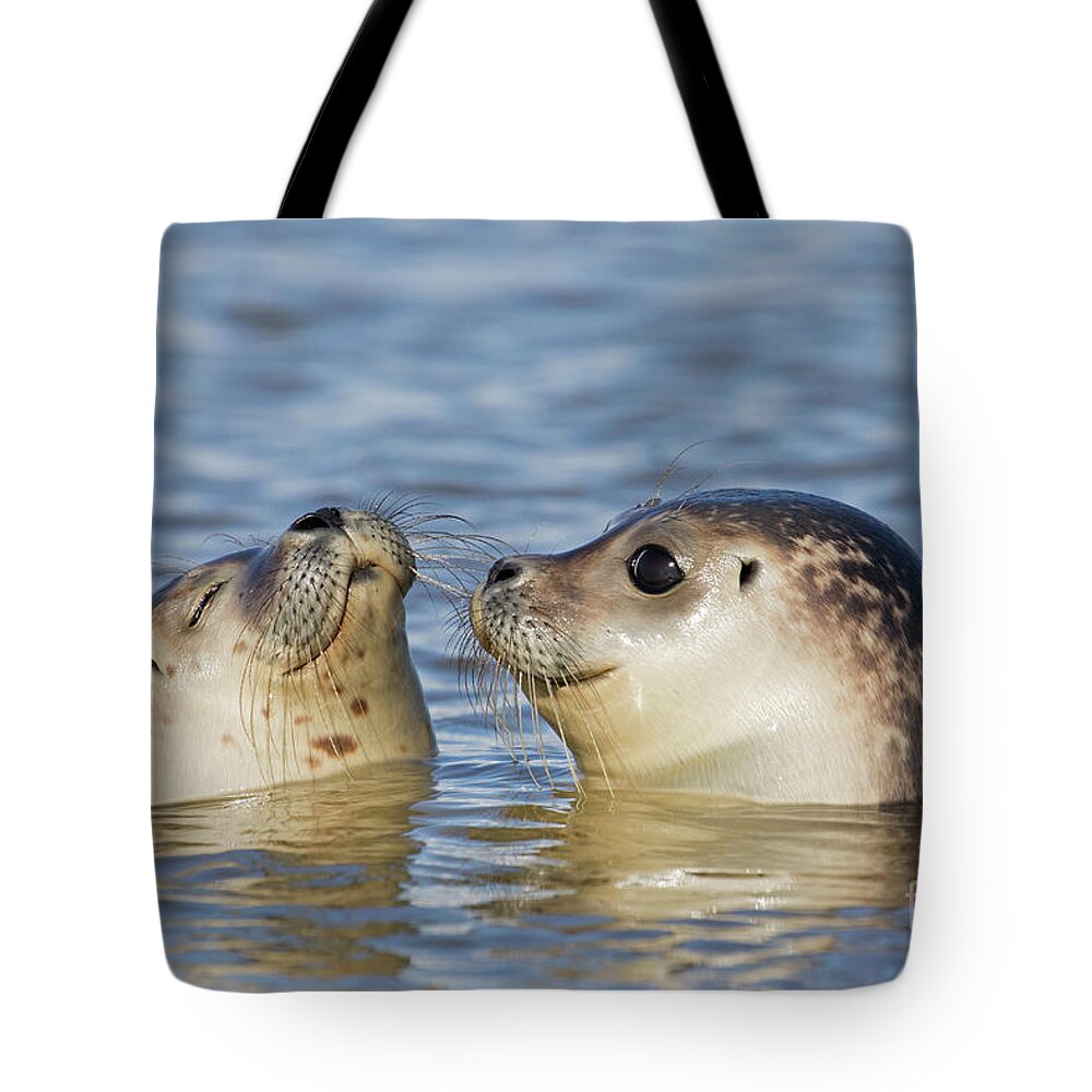 Two Tote Bag featuring the photograph Two Common Seals by Arterra Picture Library