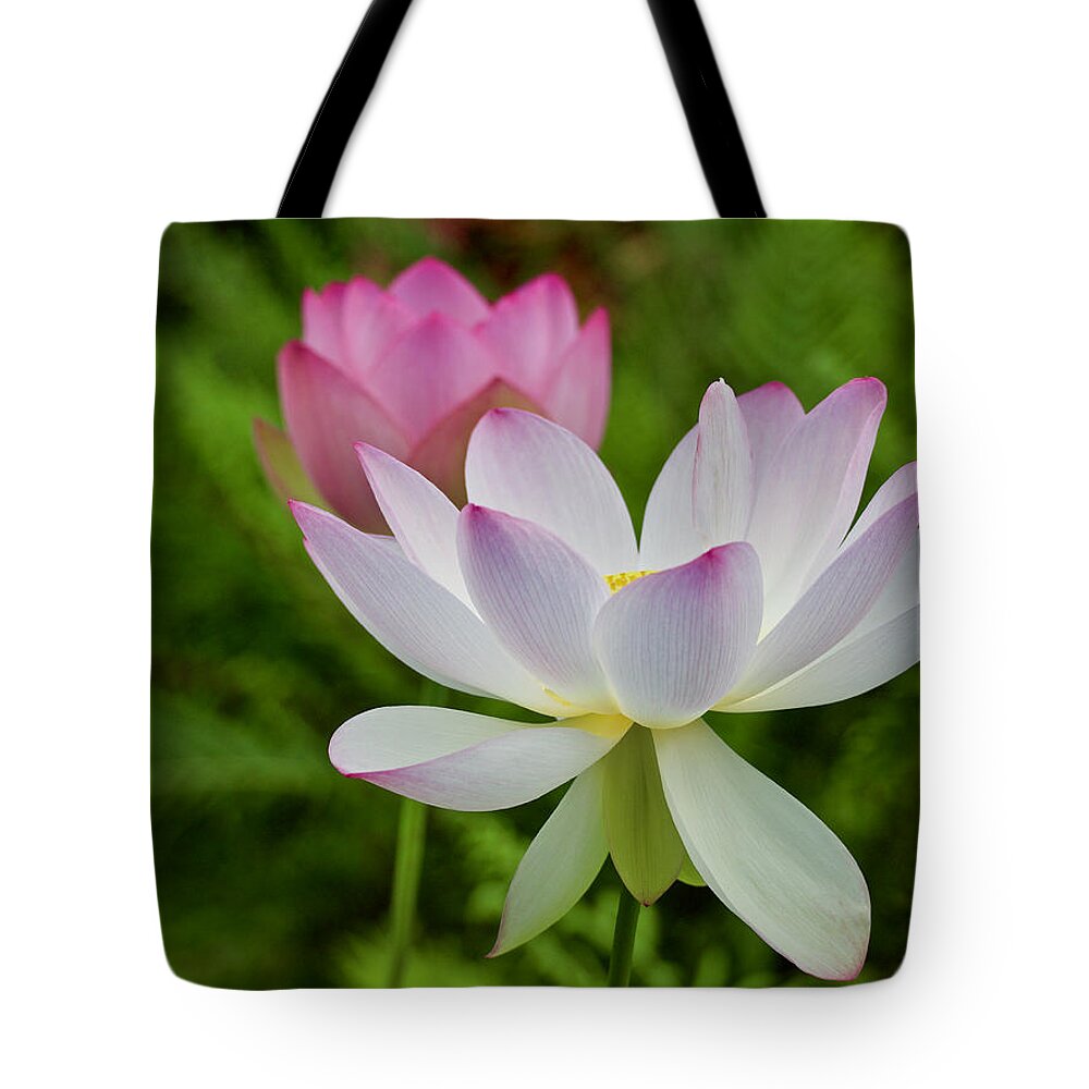Blossom Tote Bag featuring the photograph Two Pink Lotus Flowers in Bloom by L Bosco