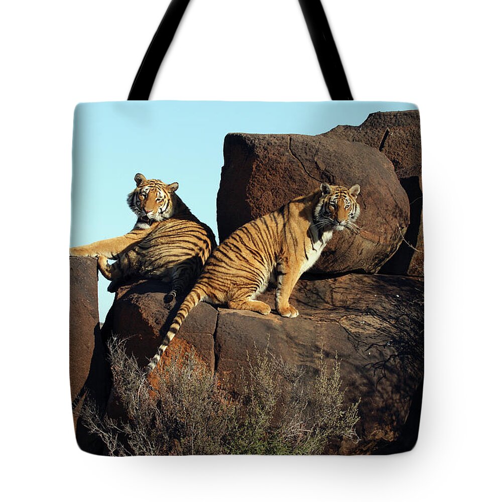 Alertness Tote Bag featuring the photograph Two Tigers Panthera Tigris Up On A by Jv Images