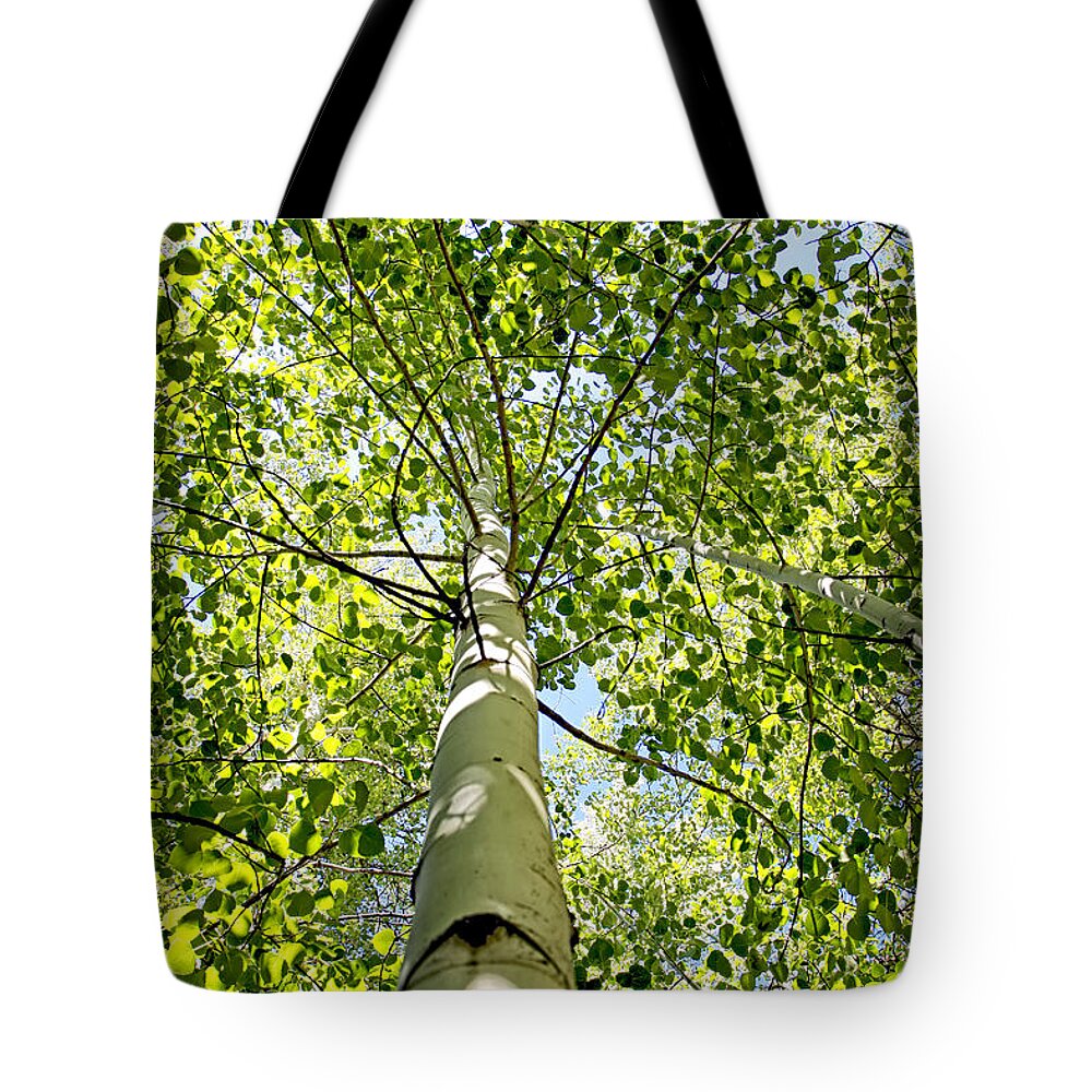 Nature Tote Bag featuring the photograph Under the Tall Aspens by Lincoln Rogers