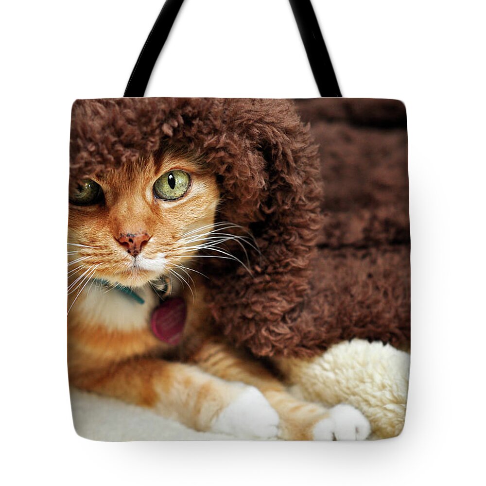 Pets Tote Bag featuring the photograph Under Wraps by Barbara Taeger Photography
