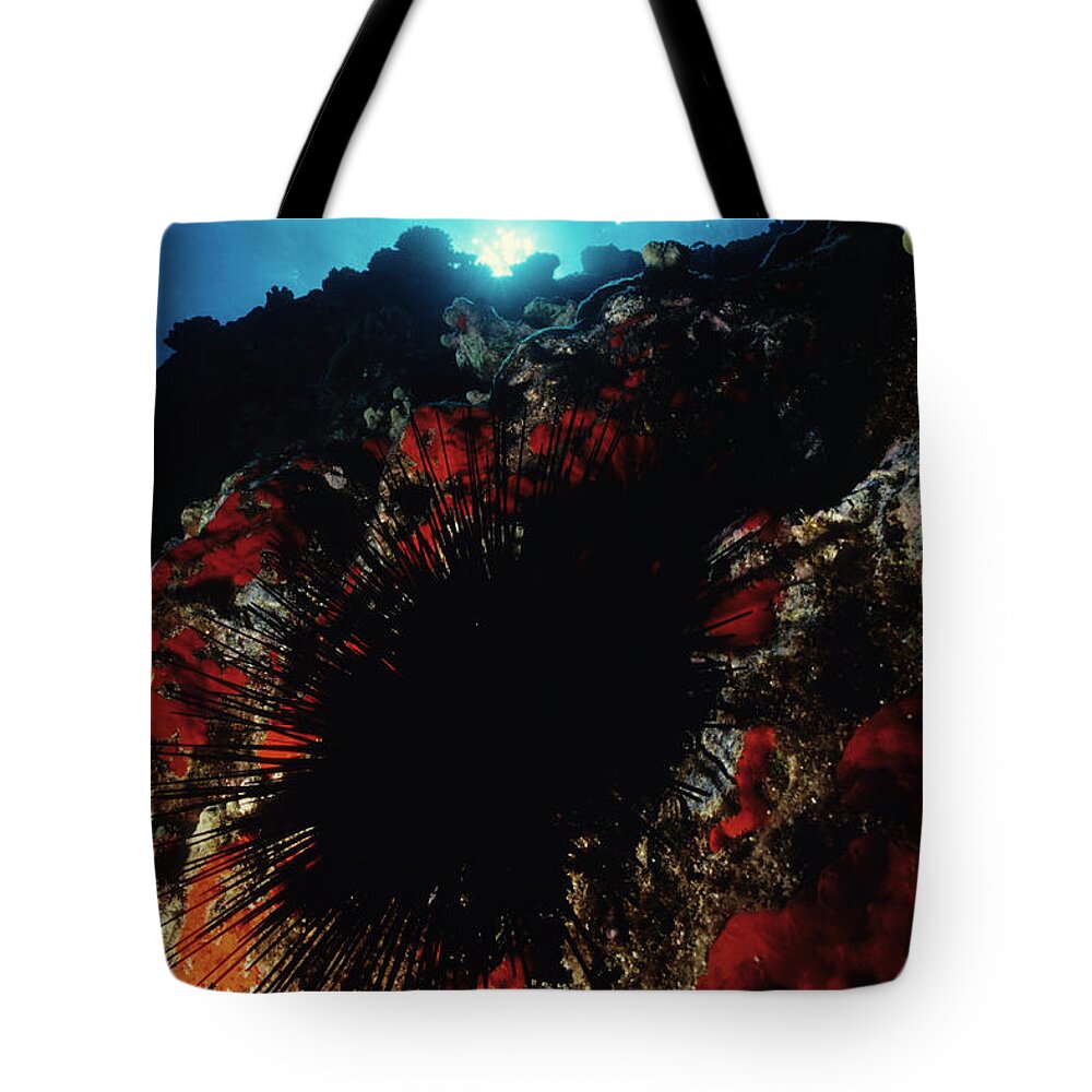 Underwater Tote Bag featuring the photograph Urchin Power by Tammy616