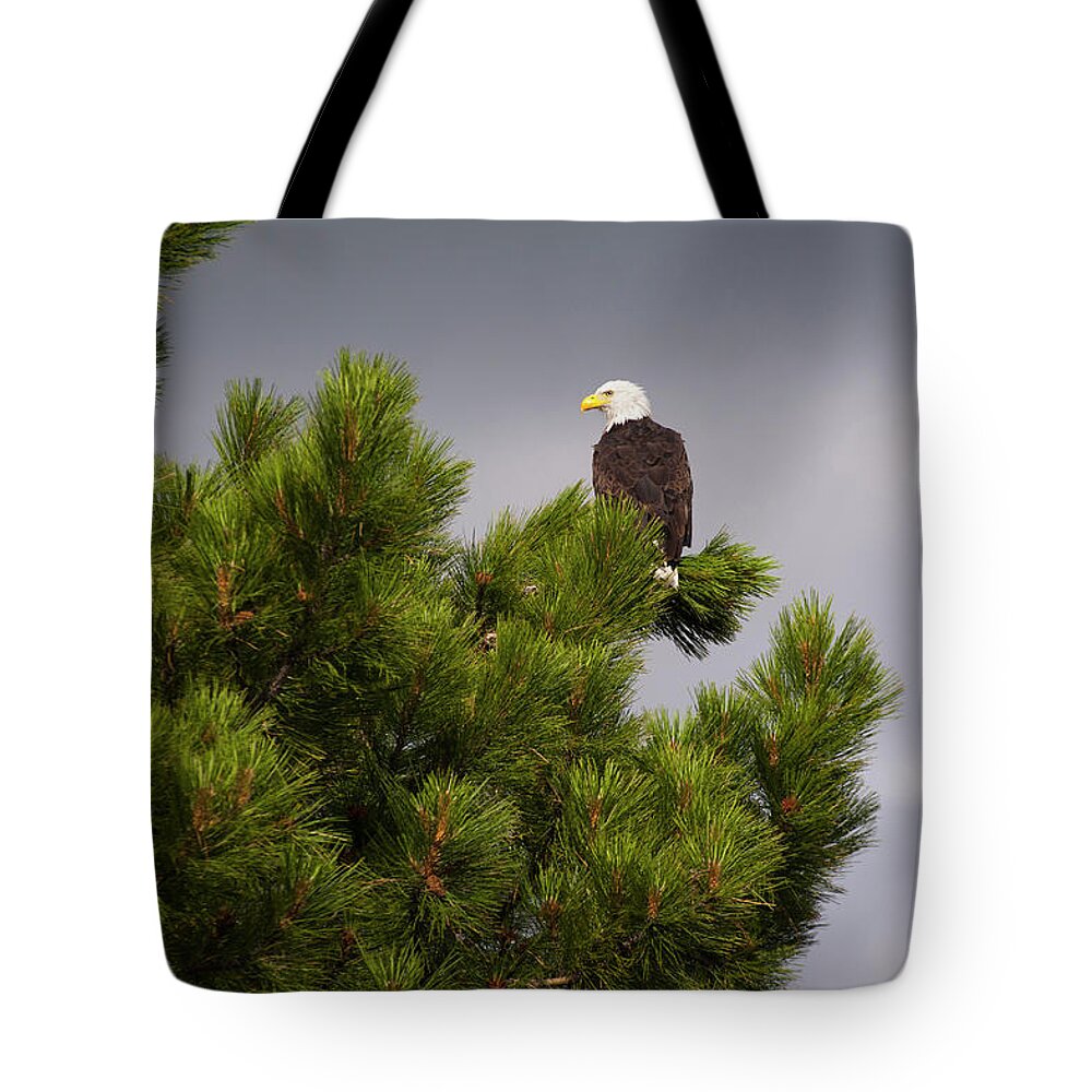 One Animal Tote Bag featuring the photograph Usa, Oregon, Lake County, Bald Eagle by Gary Weathers