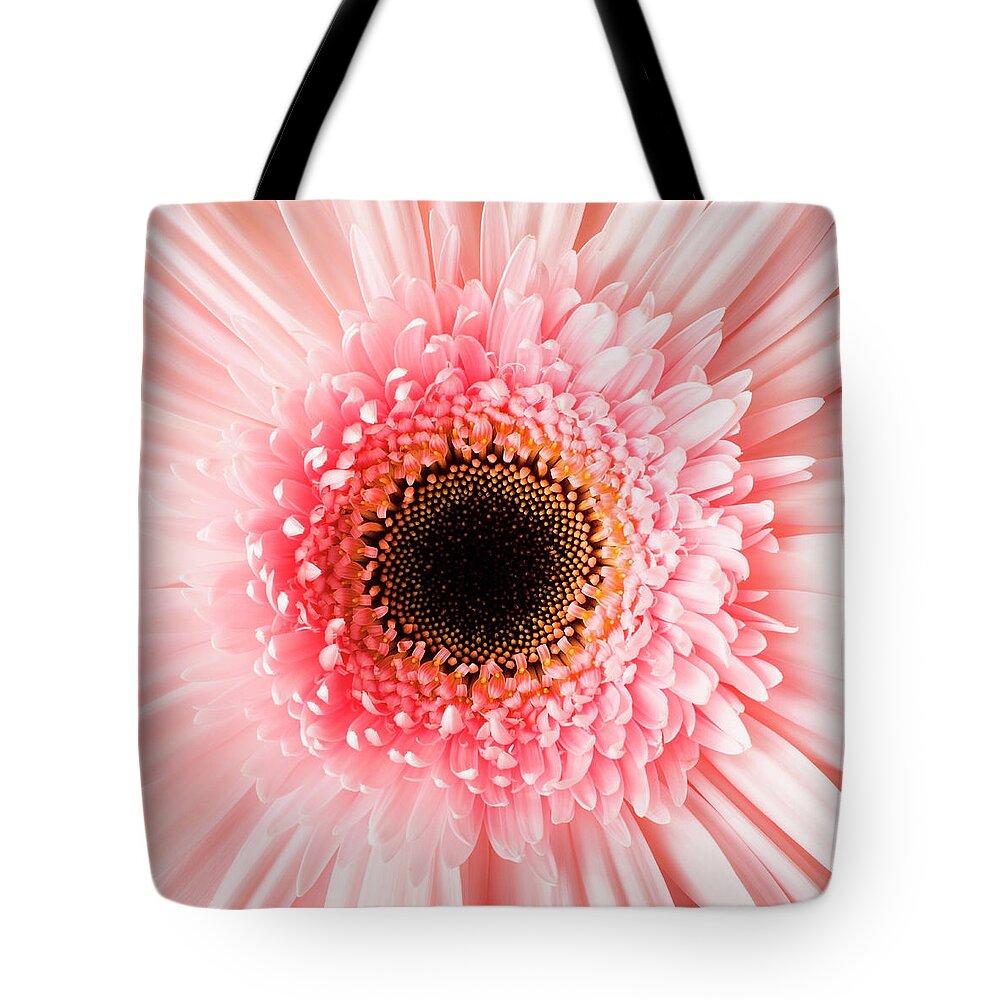 Petal Tote Bag featuring the photograph Usa, Utah, Lehi, Close-up Of Pink Daisy by Mike Kemp