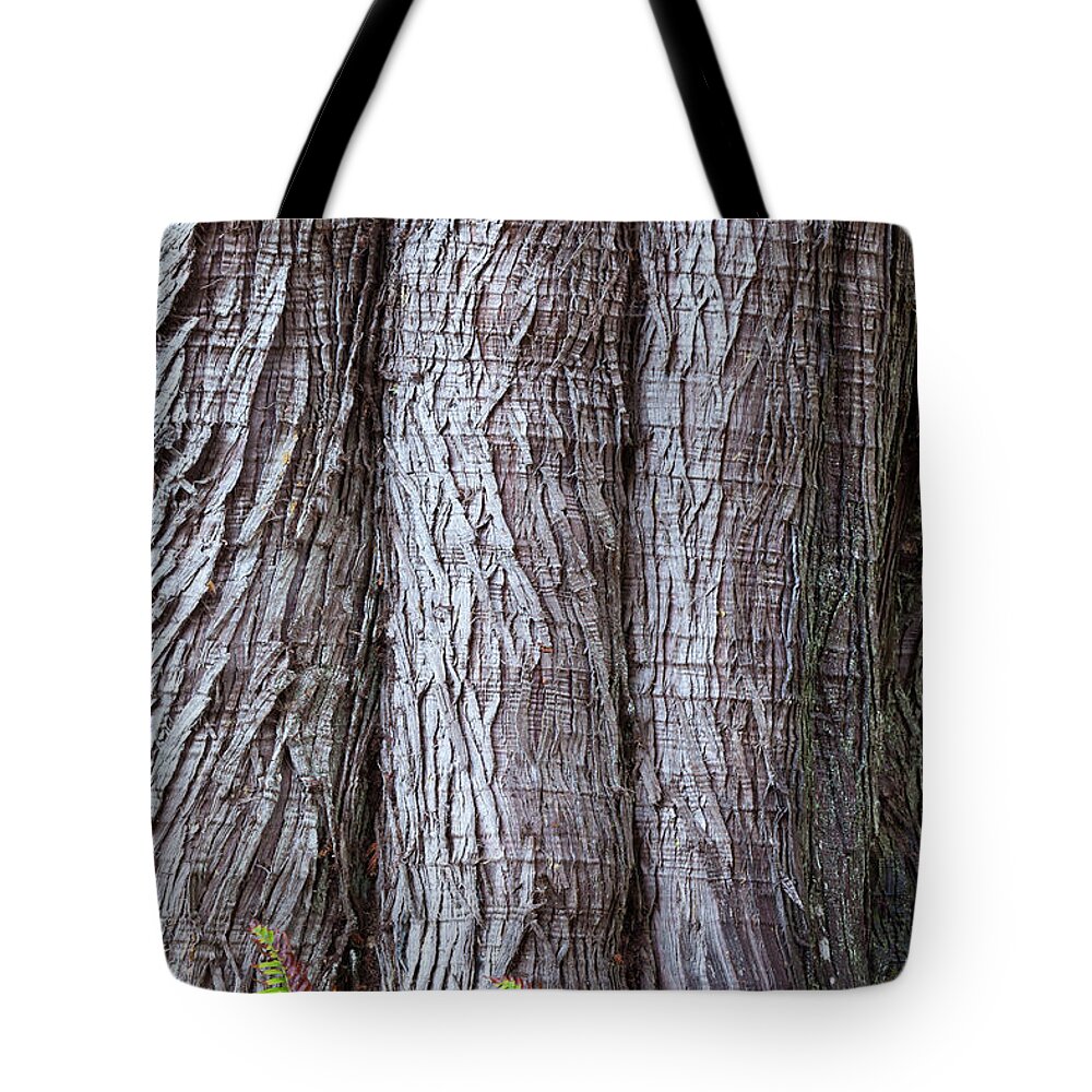 Cedar Tree Tote Bag featuring the photograph Usa, Washington State, Western Red by Don Paulson Photography