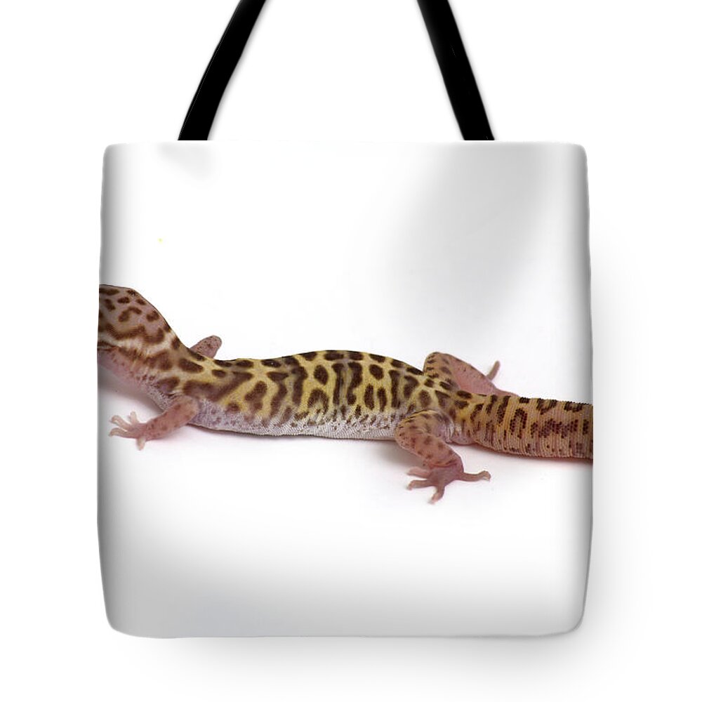 Gecko Tote Bag featuring the photograph Utah Banded Gecko Coleonyx variegatus by Nathan Abbott
