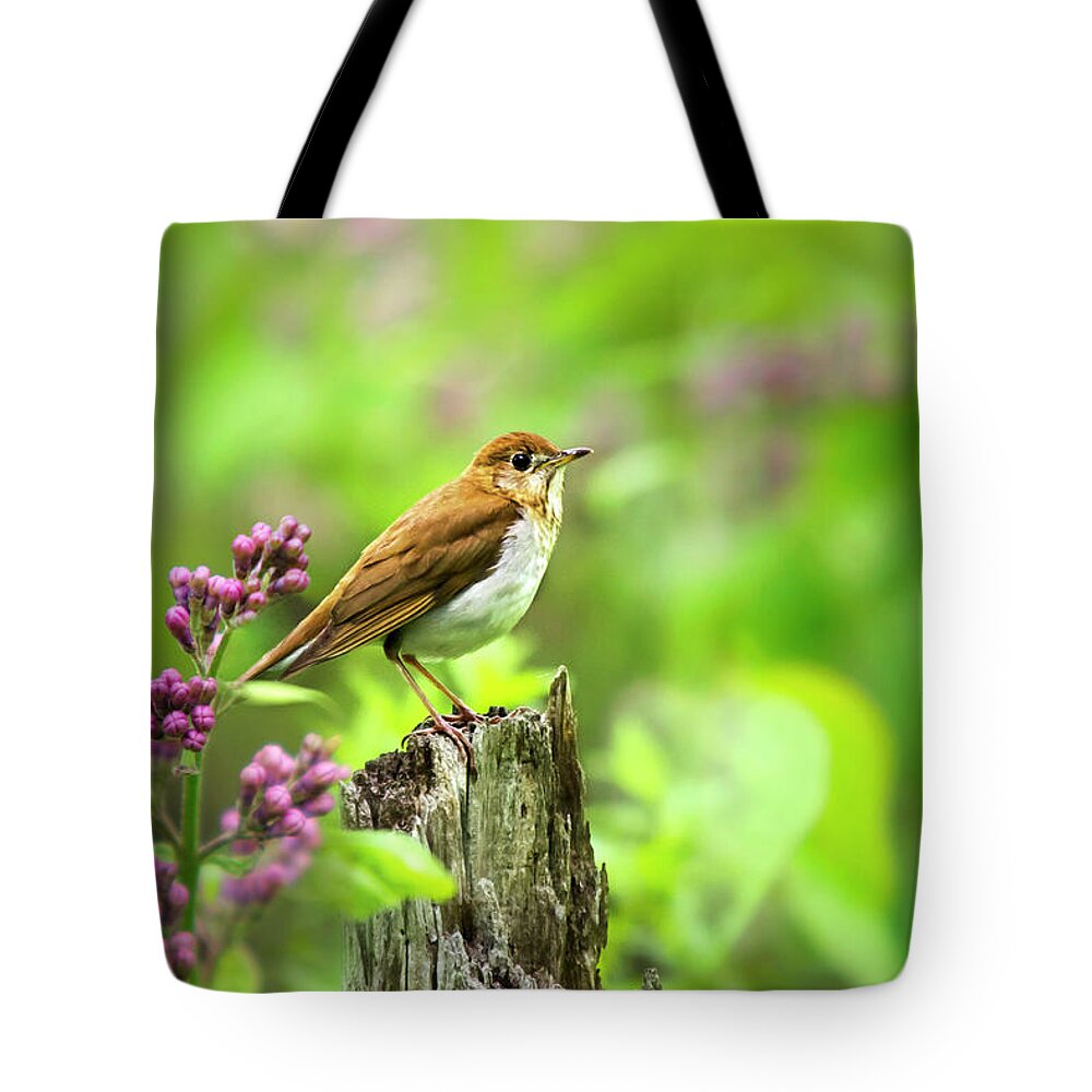 Bird Tote Bag featuring the photograph Veery Bird by Christina Rollo