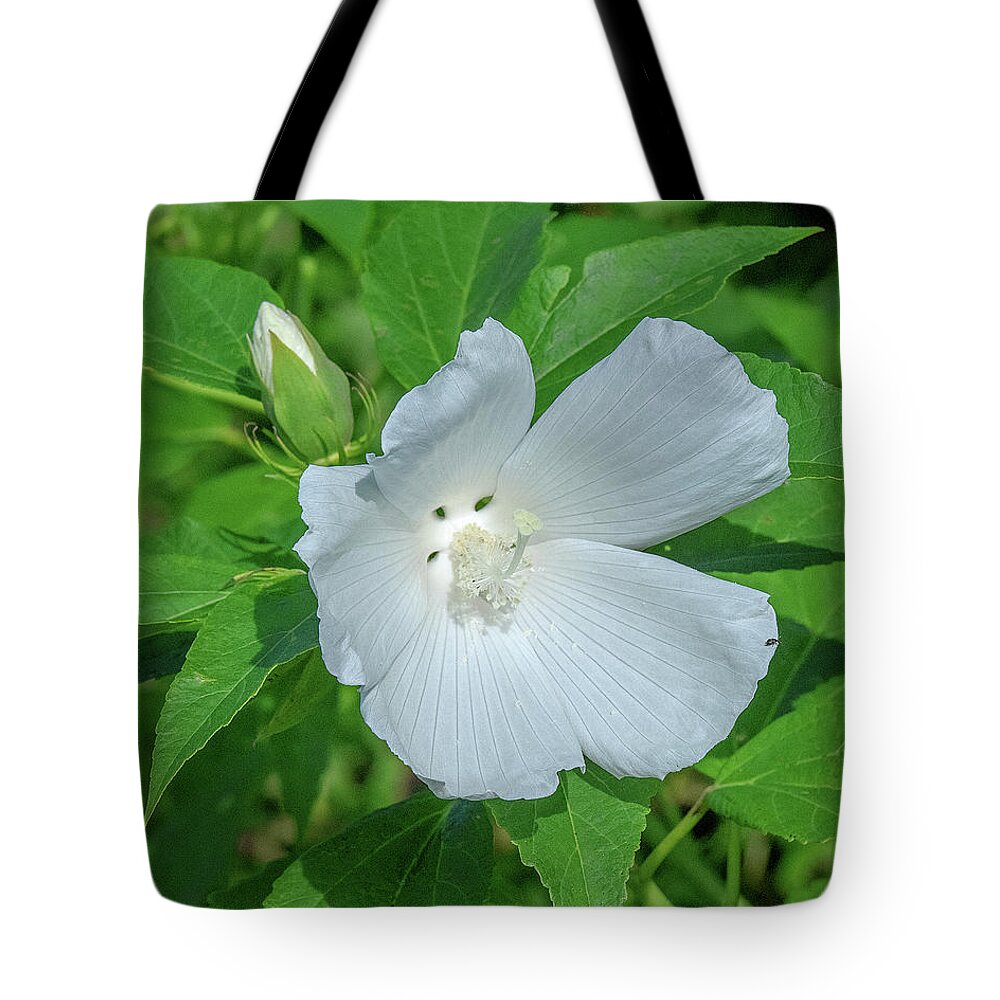 Nature Tote Bag featuring the photograph Very Rare almost All-white Crimson-eyed Rosemallow DFL0995 by Gerry Gantt