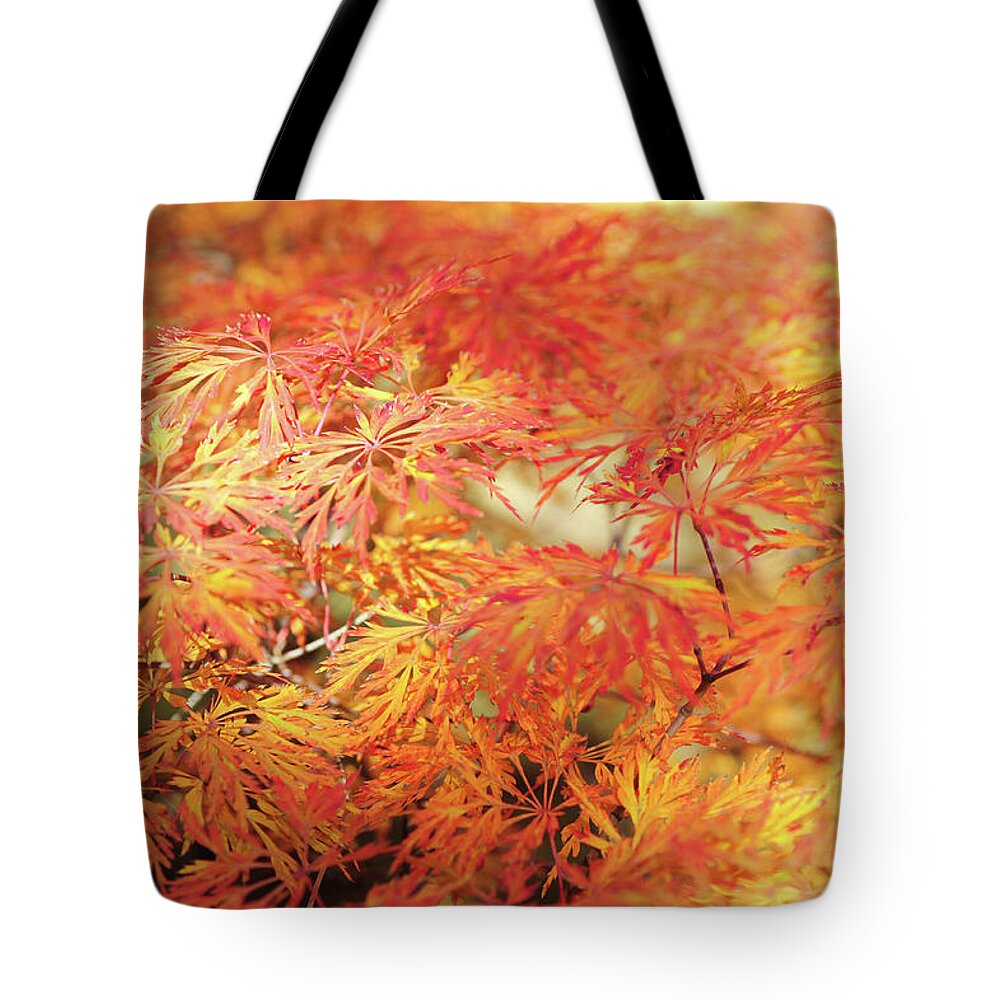 Jenny Rainbow Fine Art Photography Tote Bag featuring the photograph Vibrant Glimpses Of Autumn. Acer Palmatum Filigree 1 by Jenny Rainbow