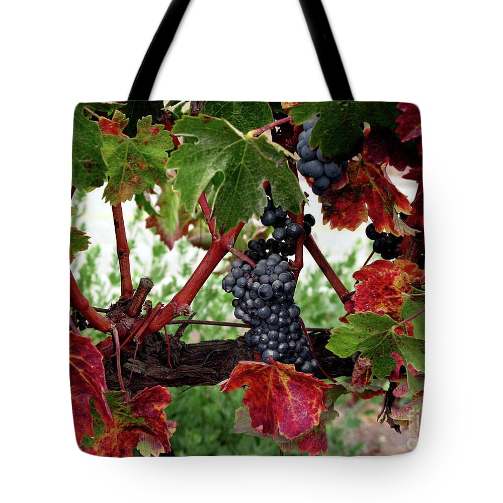 Wine Grapes In The Fall Tote Bag featuring the photograph Vineyard in the Fall by Terri Brewster
