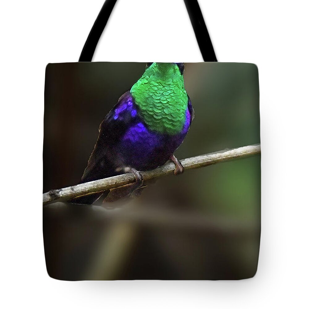 Birds Tote Bag featuring the photograph Violet-crowned Woodnymph by Alan Lenk