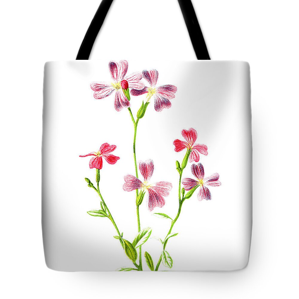 Virginian Stock Tote Bag featuring the mixed media Virginian Stock Flower by Naxart Studio